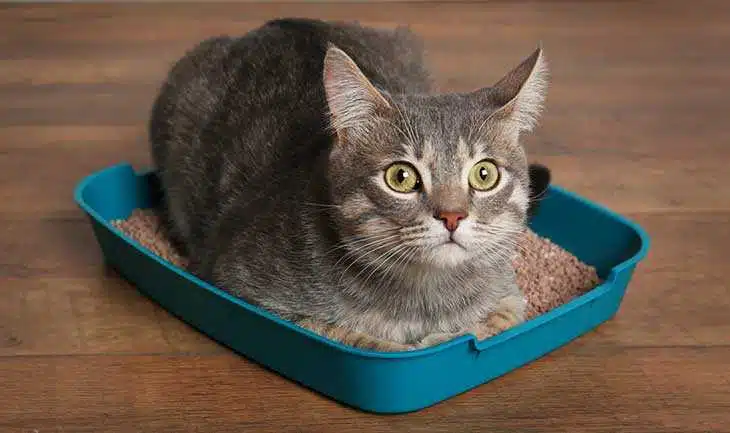 5 Penyebab Kucing Diare Beserta Cara Mengatasinya 2023