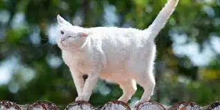 8 Cara Mengatasi Kucing Kejang Kejang Beserta Penyebabnya Yang Harus Diketahui 2023