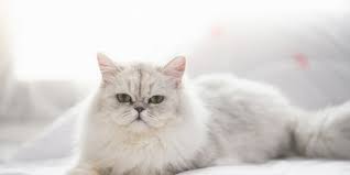 Apakah Kucing Birahi Bisa Mati Cara Mengatasinya Agar Tidak Berisik 2023