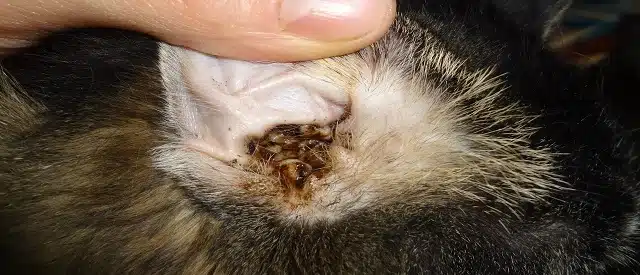 Daun Telinga Kucing Berkerak Putih Hitam Begini Cara Mengatasinya 2023