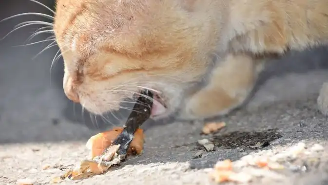 5 Penyebab Kotoran Kucing Ada Cacing Putih Beserta Ciri Dan Cara ...