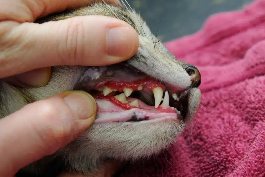 Gusi Kucing Merah Ini Penyebab Beserta Cara Mencegahnya 2023