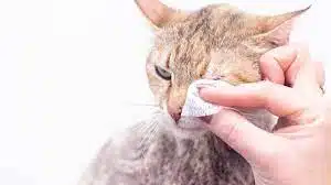 Infeksi Mata Kucing Merah Ini Penyebab dan Cara Mengatasinya 2023