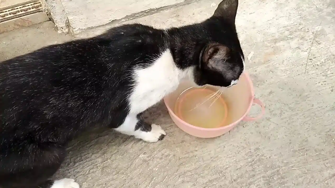 Kucing Minum Minyak Goreng Begini Cara Atasi Agar Tidak Menimbulkan Masalah Pada Kesehatan 2023