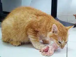 Manfaat Kepala Ayam Untuk Kucing Beserta Resep Mengolah Rebusannya 2023