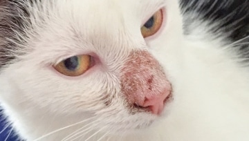 Penyebab Hidung Kucing Jamuran Beserta Cara Mengobatinya 2023