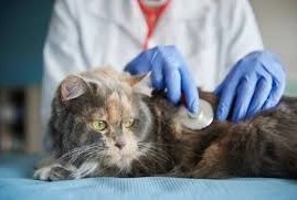 10 Obat Jamur Kucing Terbaik Paling Aman Menjadi Bahan Rekomendasi 2023