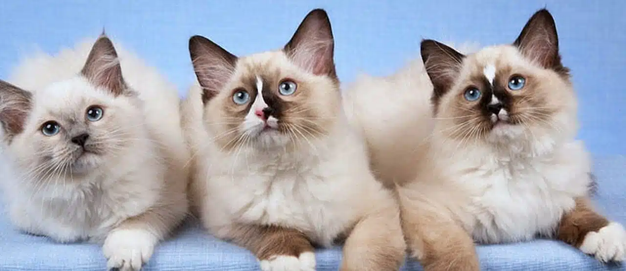 7 Perbedaan Kucing Himalaya dan Ragdoll Patut Diketahui Pecinta Hewan 2023