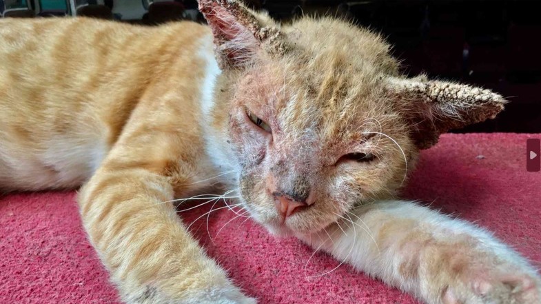 8 Cara Menghilangkan Jamur Kucing Paling Ampuh Obat Alami dan Resep Dokter 2023