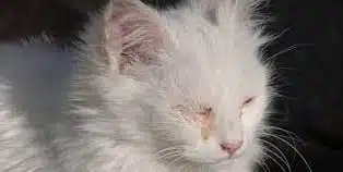 8 Cara Mengobati Mata Kucing Belekan dan Berair Secara Alami 2023
