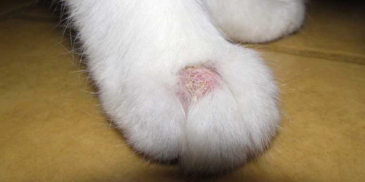 Jamur di Kaki Kucing Jenis, Ciri, dan Cara Mengobatinya 2023