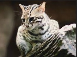 Jenis Kucing Hutan Asli Indonesia