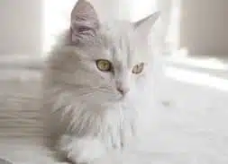 Kucing Anggora Harga, Ciri dan Karakteristik Beserta Cara Merawatnya 2023