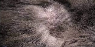 Obat Kulit Kucing Berkerak Hitam Mengelupas dan Penyebabnya Paling Recommended 2023