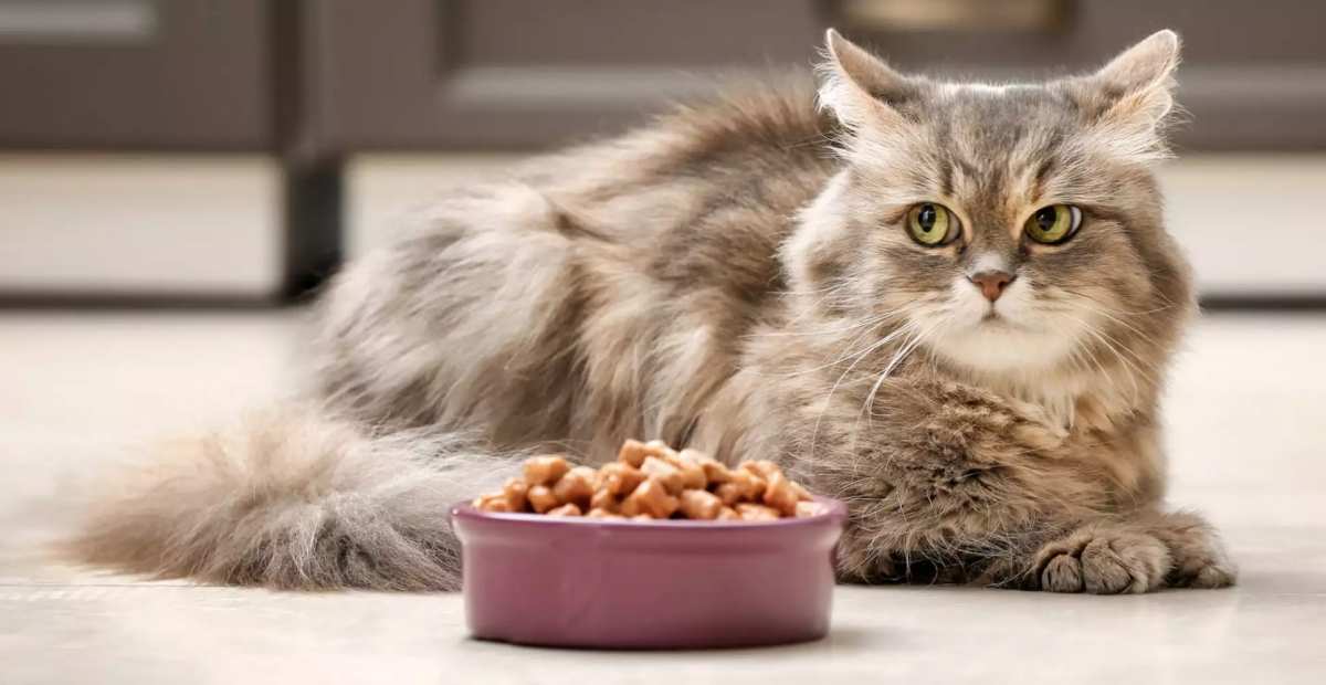 10 Makanan Kucing Yang Bagus Paling Recommended 2023