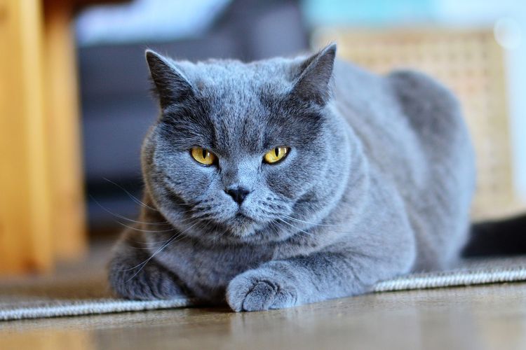 7 Jenis Kucing Abu Abu Paling Imut dan Menggemaskan Cocok Untuk Hewan Peliharaan 2023