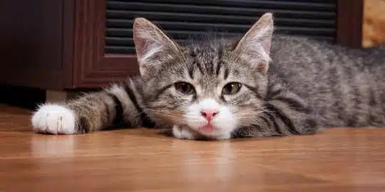 7 Obat Herbal Untuk Kucing Sakit Bahan Alami Paling Ampuh 2023