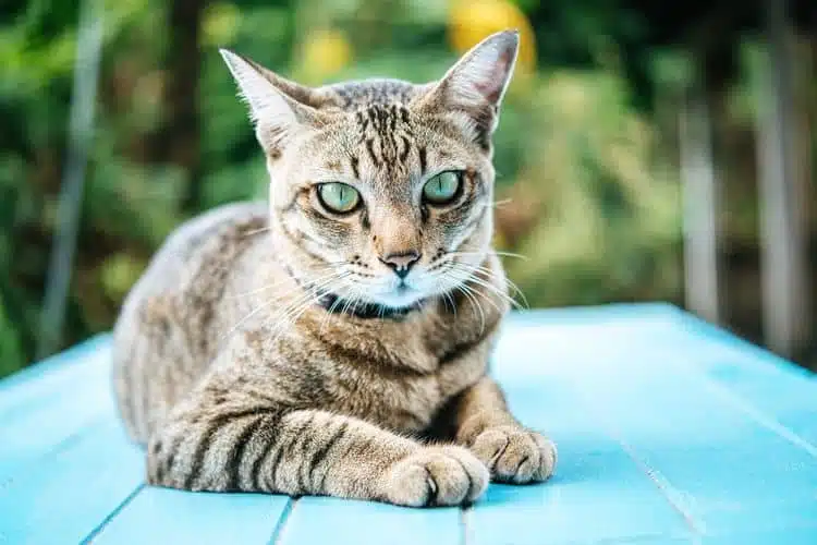 8 Ciri Karakteristik kucing kampung Beserta Cara Merawatnya Terbaru 2023