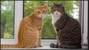 Kucing Kampung Jenis, Ciri Karakteristik Beserta Cara Memeliharanya 2023