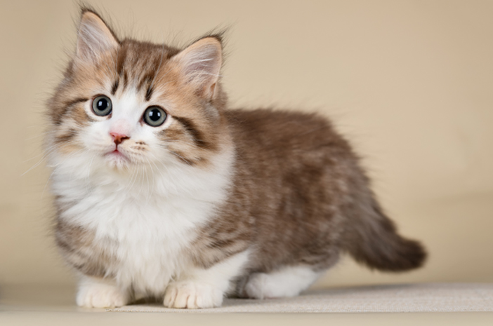 Kucing Munchkin Jenis, Ciri Karakteristik, Harga dan Cara Merawatnya 2023