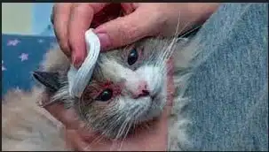 Penyebab Mata Kucing Belekan