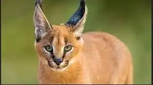 Kisaran Kucing Caracal