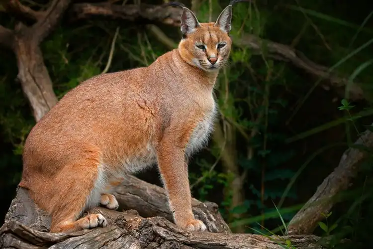 Mengenal Fakta Kucing Caracal