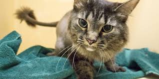 Jasa Grooming Kucing Di Cinambo Kota Bandung, Jasa Panggilan Grooming Kucing Terdekat Harga Murah 2024