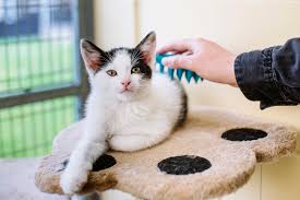 Jasa Grooming Kucing Di Coblong Kota Bandung, Jasa Panggilan Grooming Kucing Terdekat Harga Murah 2024