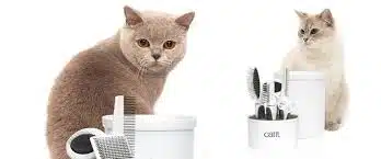Jasa Grooming Kucing Di Gayungan Surabaya, Jasa Panggilan Grooming Kucing Terdekat Harga Murah 2024