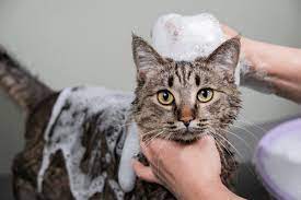 Jasa Grooming Kucing Di Gedebage Kota Bandung, Jasa Panggilan Grooming Kucing Terdekat Harga Murah 2024