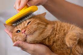 Jasa Grooming Kucing Di Gubeng Surabaya, Jasa Panggilan Grooming Kucing Terdekat Harga Murah 2024