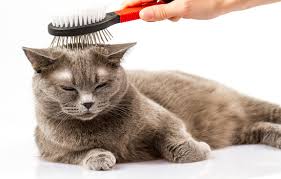 Jasa Grooming Kucing Di Kepulauan Seribu Selatan Jakarta, Jasa Panggilan Grooming Kucing Terdekat Harga Murah 2024