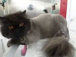 Jasa Grooming Kucing Di Pasar Rebo Jakarta Timur, Jasa Panggilan Grooming Kucing Terdekat Harga Murah 2024