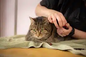 Jasa Grooming Kucing Di Sawahan Surabaya, Jasa Panggilan Grooming Kucing Terdekat Harga Murah 2024