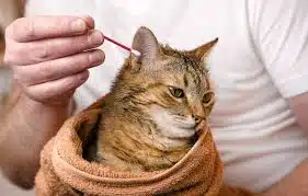 Jasa Grooming Kucing Di Semampir Surabaya, Jasa Panggilan Grooming Kucing Terdekat Harga Murah 2024