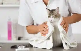 Jasa Grooming Kucing Di Tanah Abang Jakarta Pusat, Jasa Panggilan Grooming Kucing Terdekat Harga Murah 2024