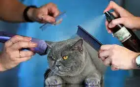 Jasa Grooming Kucing Di Tanjung Priok Jakarta Utara, Jasa Panggilan Grooming Kucing Terdekat Harga Murah 2024