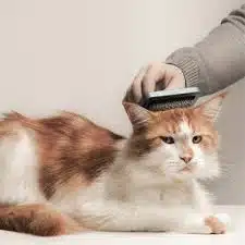 Jasa Grooming Kucing Di Wonokromo Surabaya, Jasa Panggilan Grooming Kucing Terdekat Harga Murah 2024