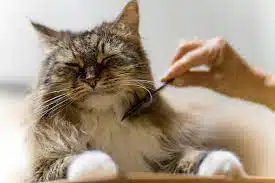 Jasa Grooming Kucing di Cicendo Kota Bandung, Jasa Panggilan Grooming Kucing Terdekat Harga Murah 2024