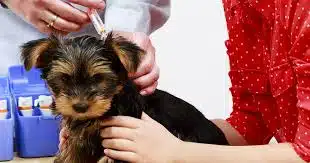 Biaya Dokter Hewan Jasa Vaksin Anjing di Tebet Jakarta Selatan Beserta Konsultasi, Vaksin, dan Perawatan Sakit