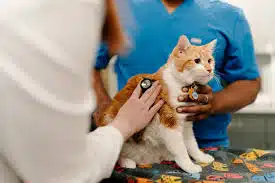 Biaya Jasa Vaksin Kucing di Duren Sawit Jakarta Timur 2024 Berdasarkan Jenis dan Harganya
