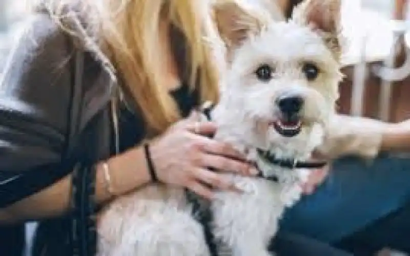 Dokter Hewan Panggilan Terdekat Wilayah Jakarta Selatan, Barat, Timur, Utara dan Pusat Vaksin Kucing dan Anjing Termurah