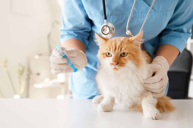 Dokter Hewan Panggilan Terdekat di Gambir Jakarta Pusat, Pelayanan Vaksin Kucing dan Anjing Terbaik