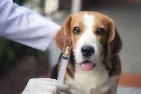 Jasa Dokter Hewan Panggilan, Jasa Vaksin Anjing di Sawah Besar Jakarta Pusat, Harga Murah