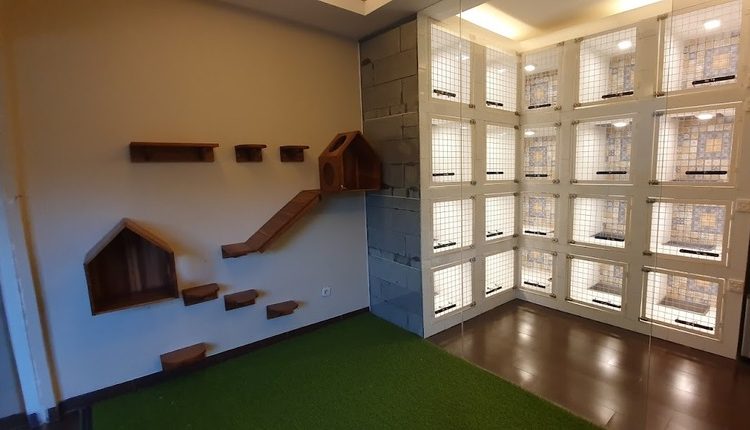 Jasa Tempat Penitipan Kucing Taman Sari Jakarta Barat Termurah dan Fasilitas Terlengkap 2024