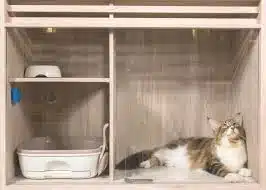 Jasa Tempat Penitipan Kucing di Jakarta Timur, Utara, Barat, Selatan dan Pusat Paling Murah