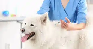 Jasa Vaksin Anjing Cilincing Jakarta Utara - Dokter Hewan Panggilan ke Rumah - Faunafella 2024