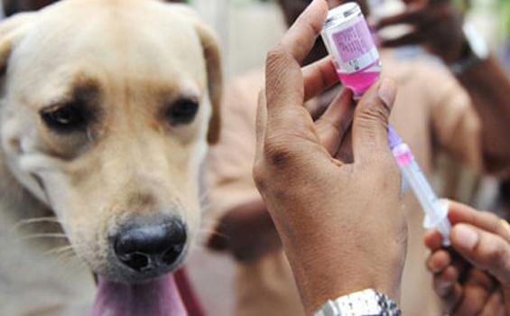 Jasa Vaksin Anjing Kota Jakarta - Dokter Hewan Panggilan ke Rumah - Faunafella 2024