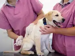 Jasa Vaksin Anjing di Cempaka Putih Jakarta Pusat - Dokter Hewan Panggilan ke Rumah - Faunafella 2024